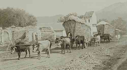 Wheat carrying in East Armenia – 1898