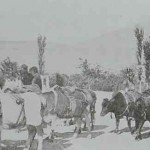 Transportation of wheat in Marash (Kermanig)