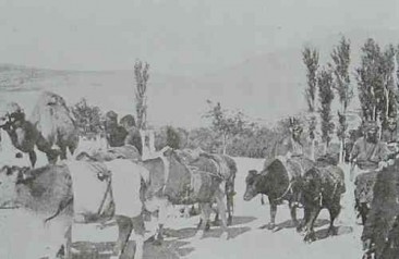 Transportation of wheat in Marash