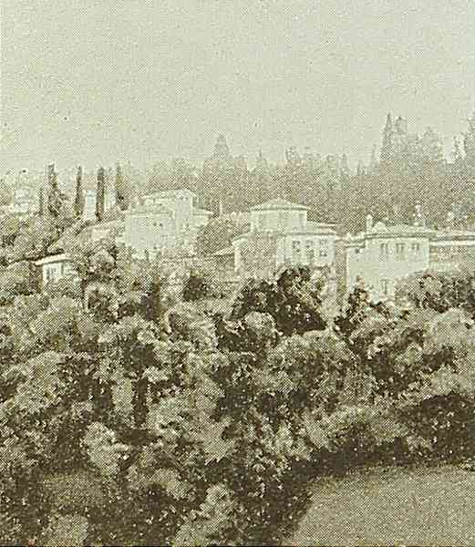 Orchard in Trapizon