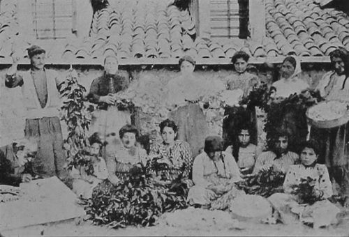 Sericulture – Marash