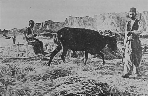 The wheat harvest – Van