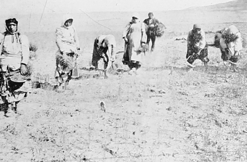 Vaspurakan Armenian women picking chickpea