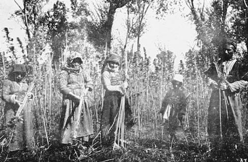 Hemp harvest near Nareg village