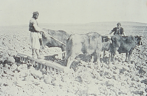 Armenian plowers
