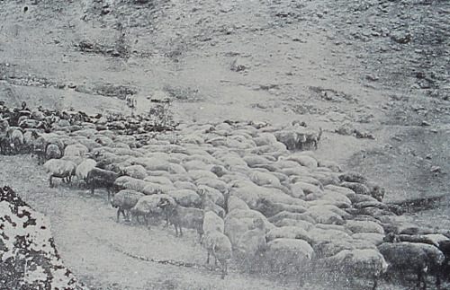 Breeding in the Varak mountain west of Van