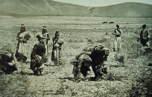 Erevan – the harvest of the barley
