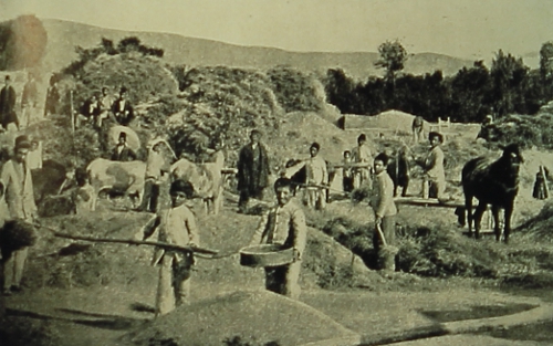 The wheat harvest near Kharpert